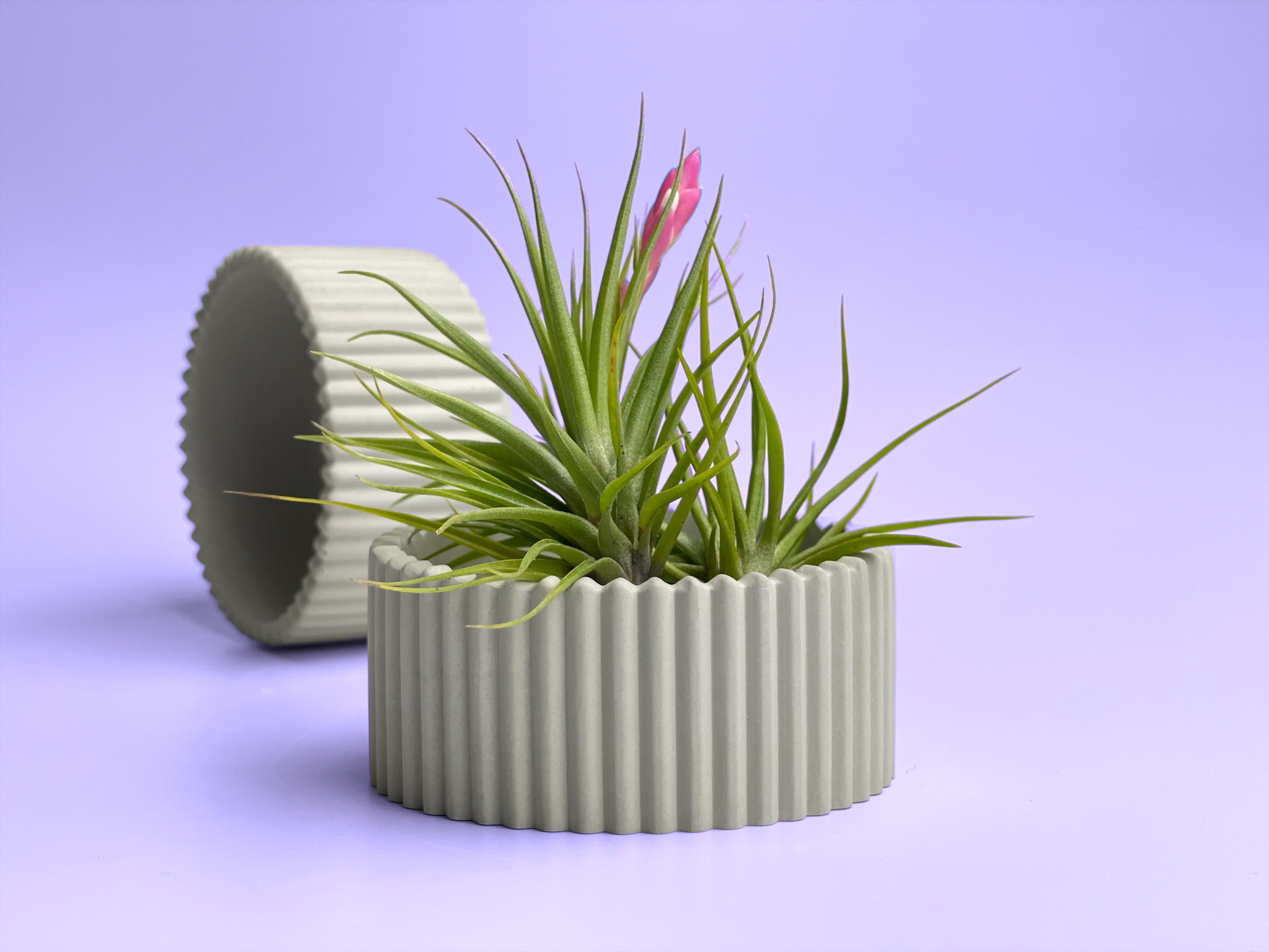 Scandinavian Air Plant Holder | Succulent Planter – Planter