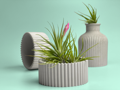 Scandinavian Air Plant Holder | Succulent Planter – Planter