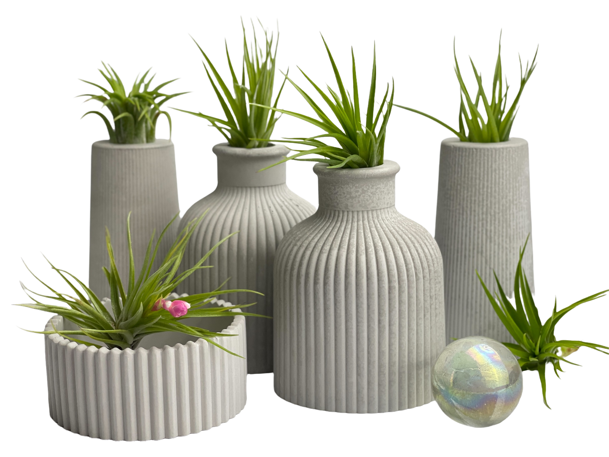 FAT MINI VASE | AIR PLANT HOLDER – Planter
