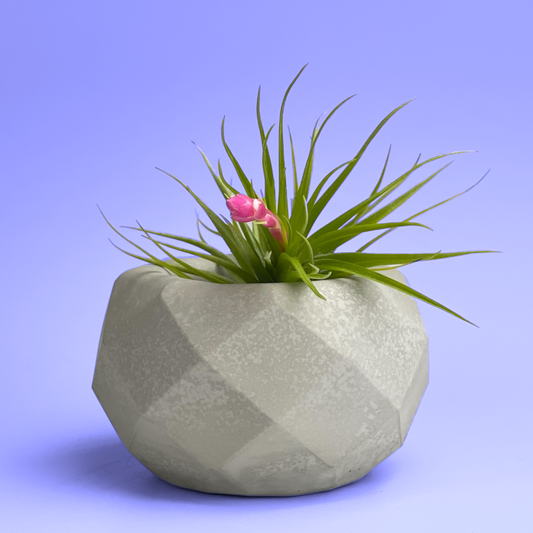 Geometric Air Plant Holder – Planter