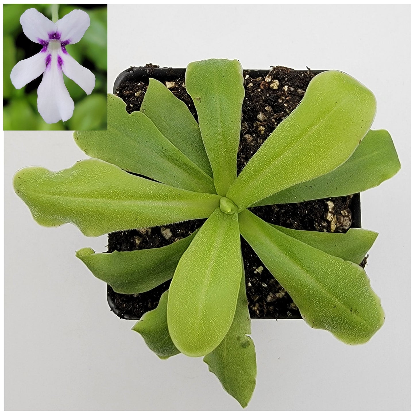 Pinguicula 'ANPA A' – Carnivorous Butterwort Plant – Butterworts