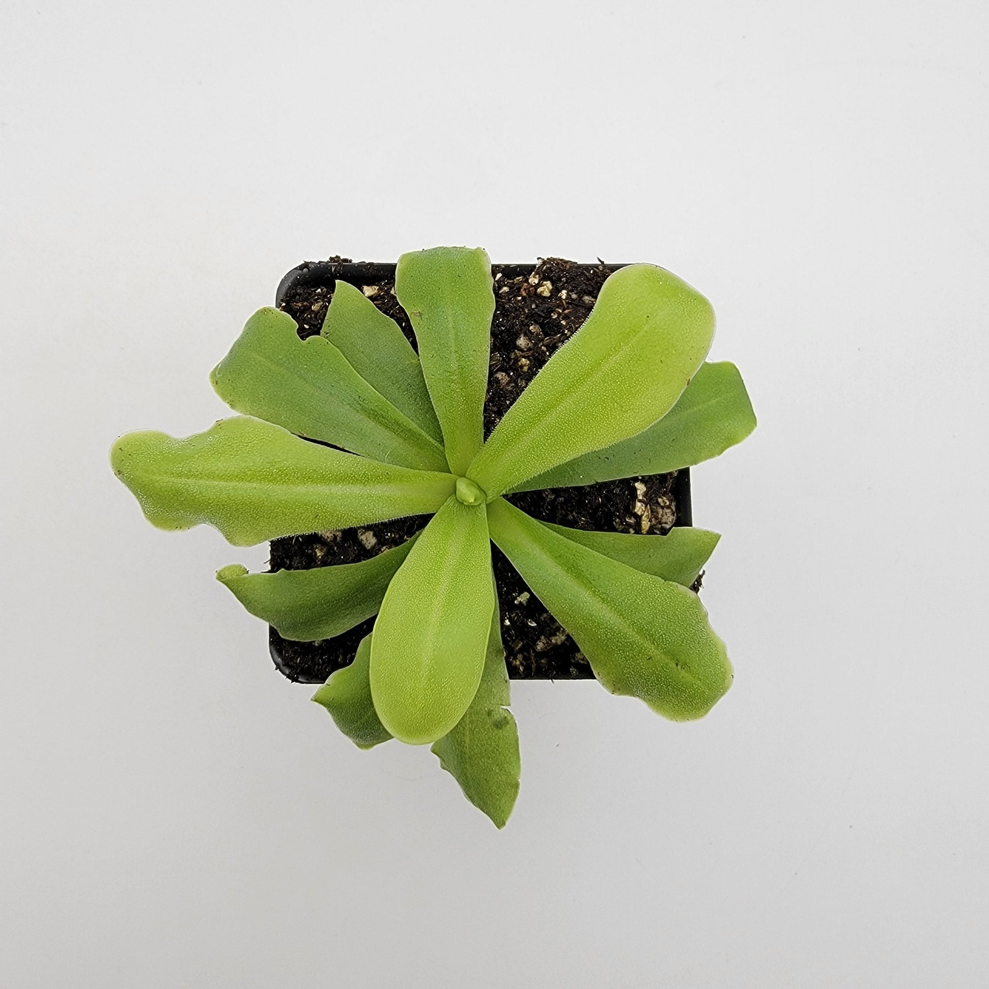 Pinguicula 'ANPA A' – Carnivorous Butterwort Plant – Butterworts