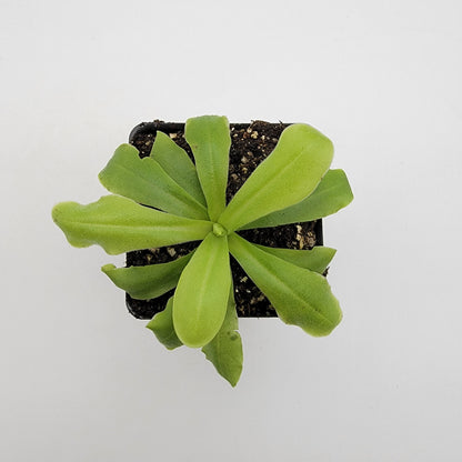 Pinguicula 'ANPA A' – Carnivorous Butterwort Plant – Butterworts