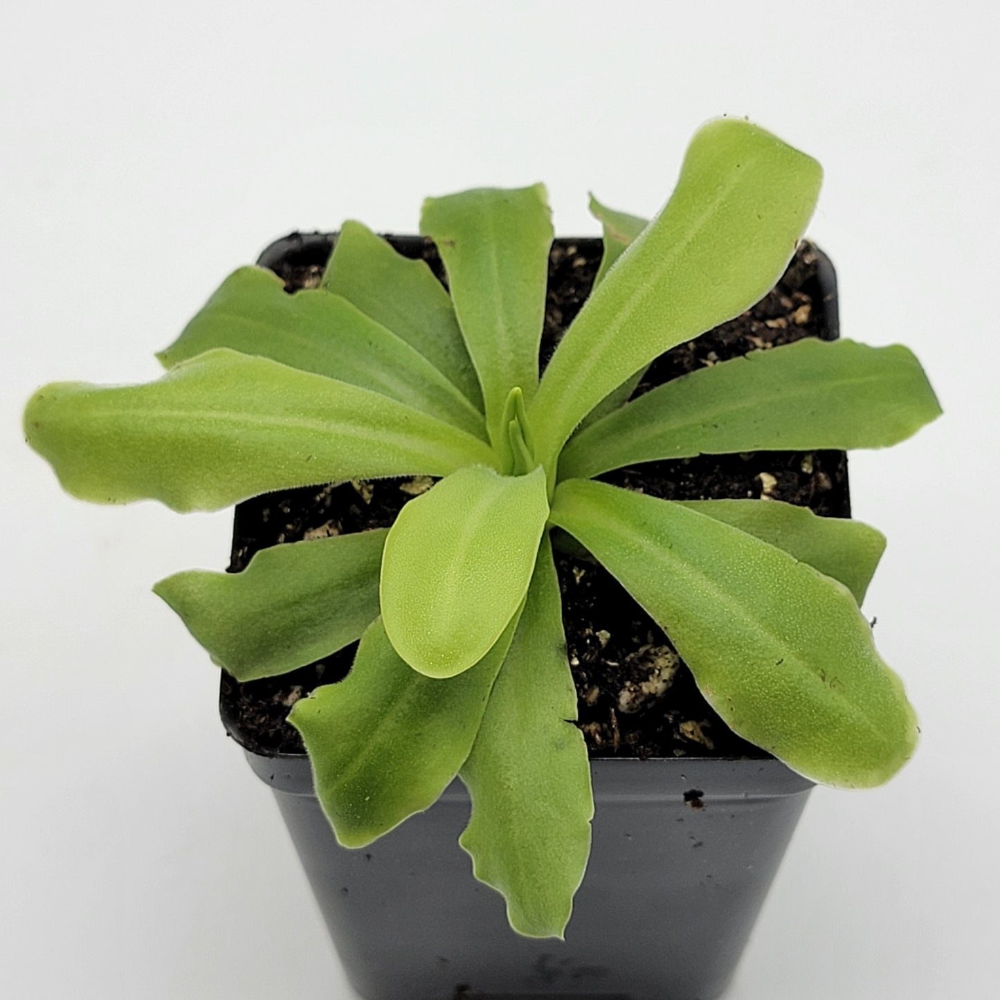 Pinguicula 'ANPA A' – Carnivorous Butterwort Plant – Butterworts