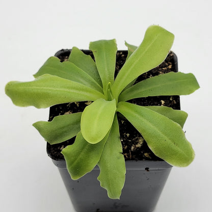 Pinguicula 'ANPA A' – Carnivorous Butterwort Plant – Butterworts