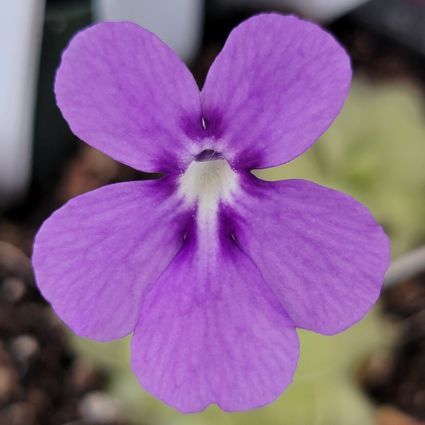 Pinguicula "ANPA A" x cyclosecta – Hybrid Green & Purple Butterwort – Butterworts