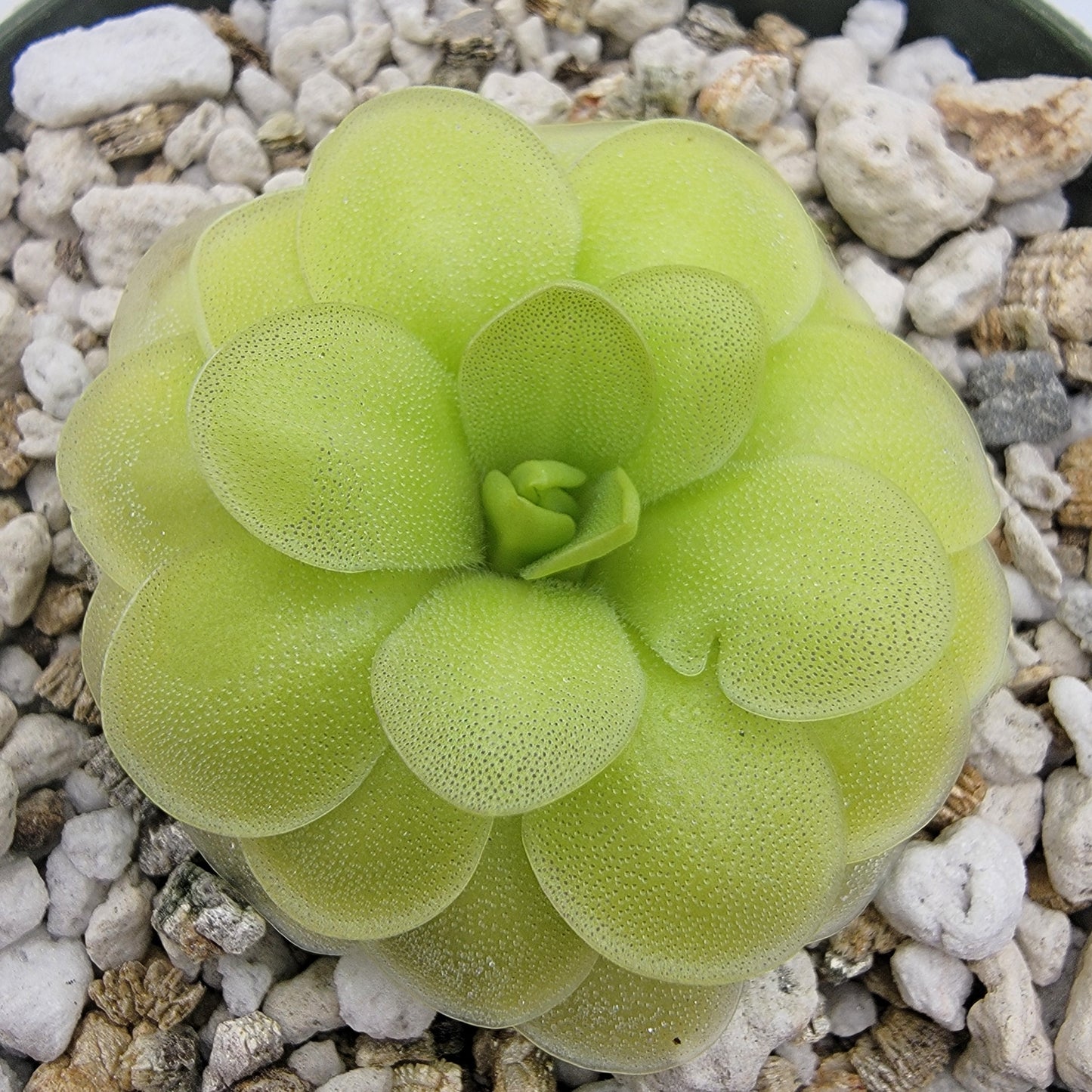 Pinguicula "ANPA A" x cyclosecta – Hybrid Green & Purple Butterwort – Butterworts