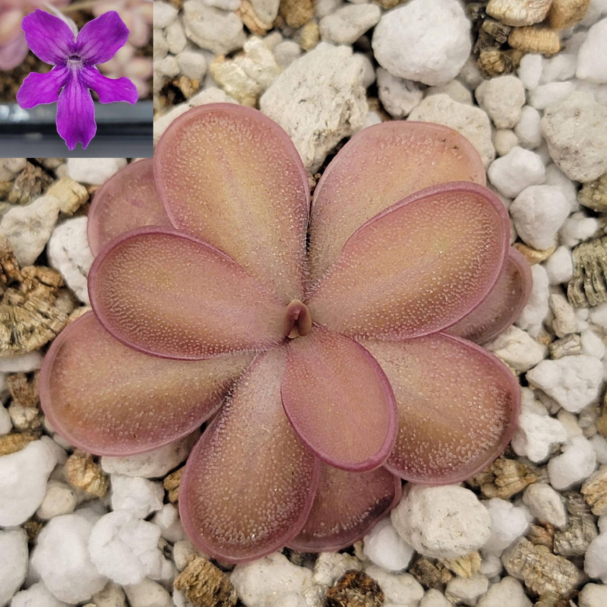 Pinguicula "ANPA A" x lauena – Carnivorous Butterwort – Butterworts