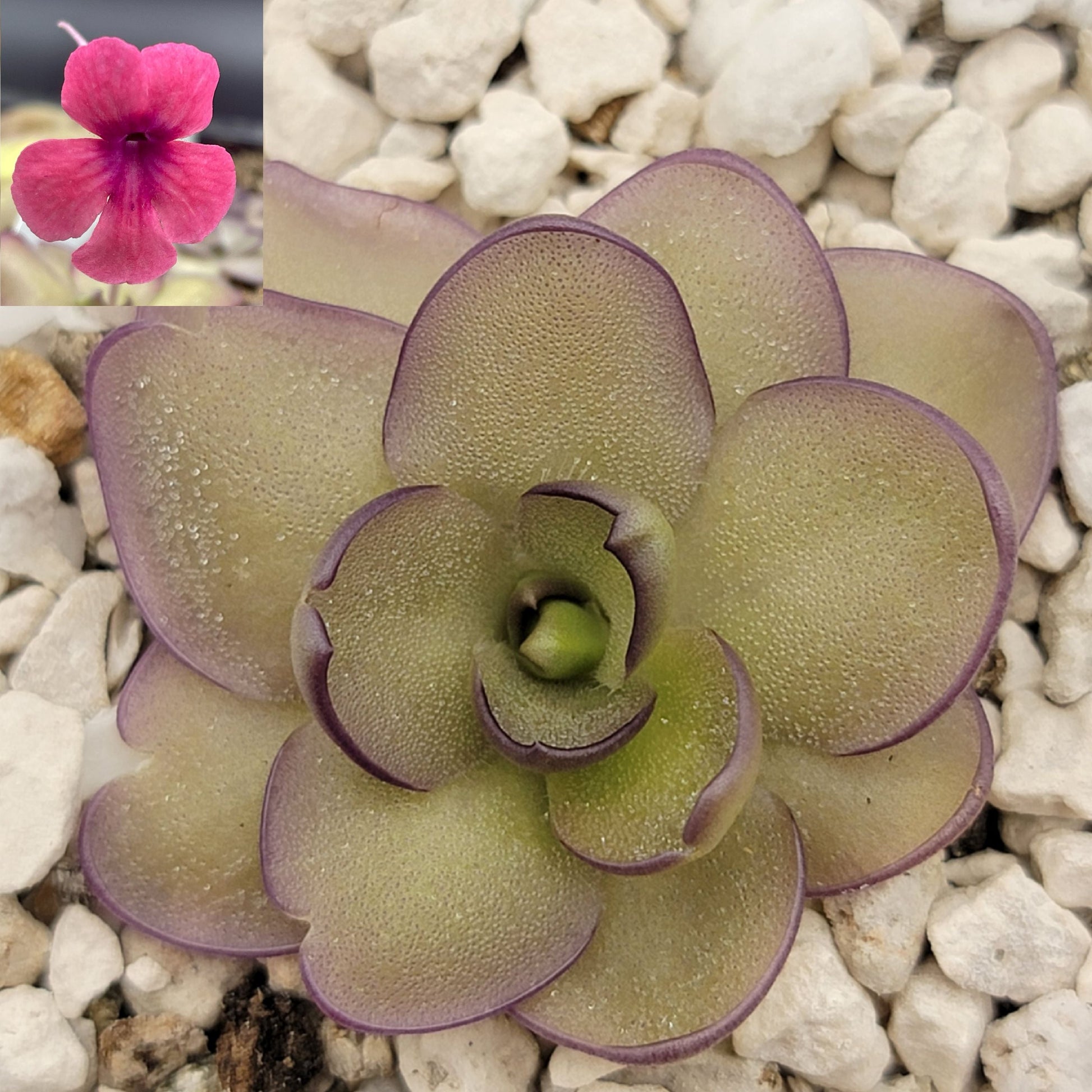Pinguicula "Alani" – Rare Hybrid Carnivorous Butterwort | Live Plant – Butterworts