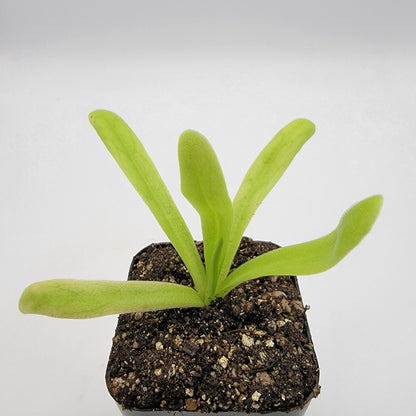Pinguicula 'Apasionada' – Carnivorous Butterwort Hybrid – Butterworts