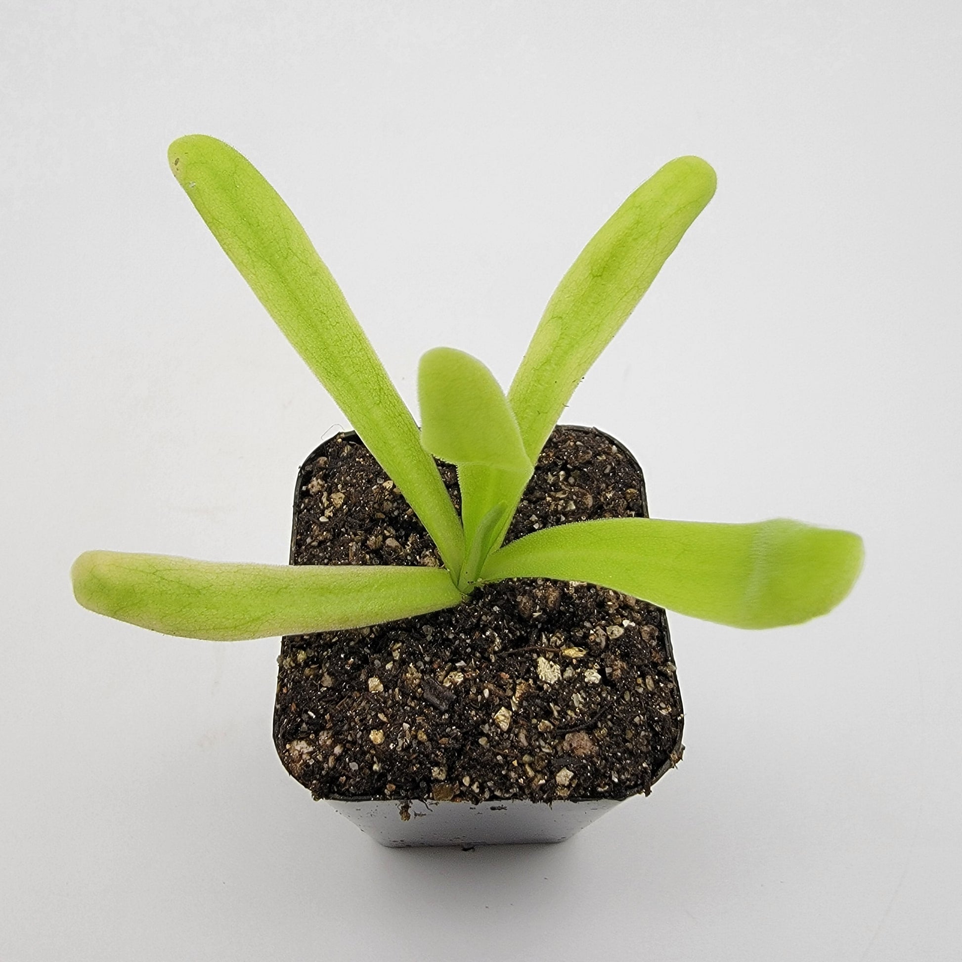 Pinguicula 'Apasionada' – Carnivorous Butterwort Hybrid – Butterworts