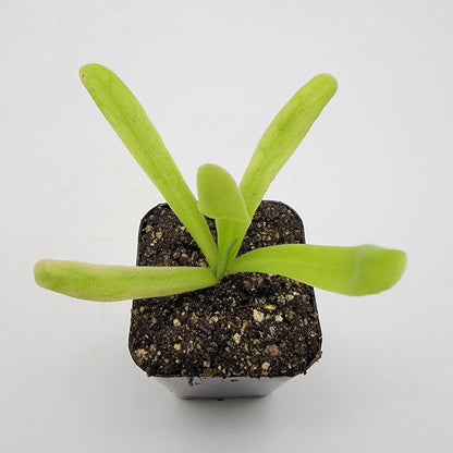 Pinguicula 'Apasionada' – Carnivorous Butterwort Hybrid – Butterworts