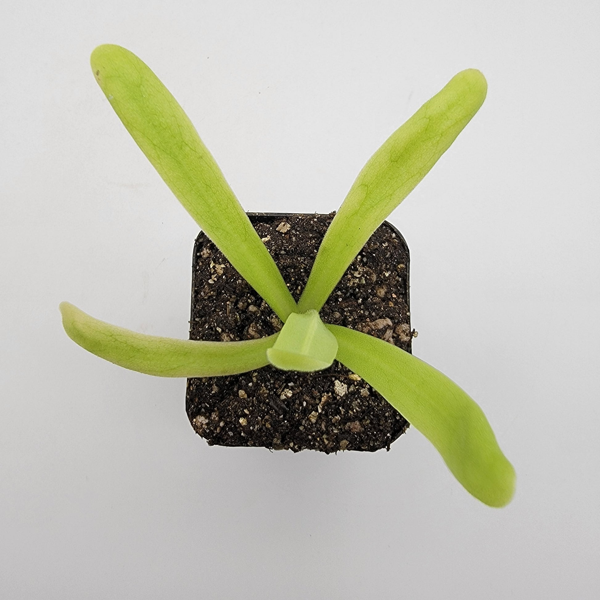 Pinguicula 'Apasionada' – Carnivorous Butterwort Hybrid – Butterworts