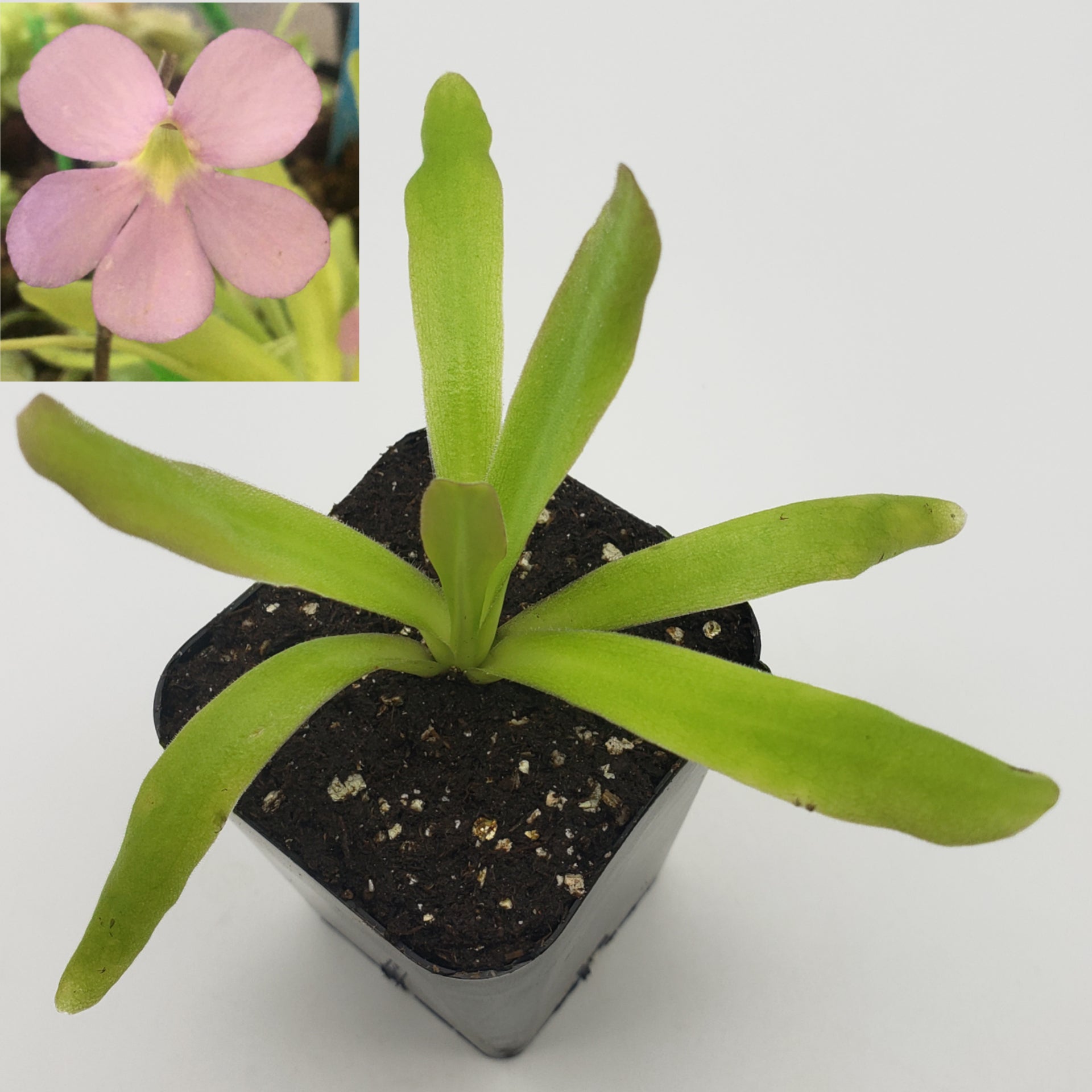 Pinguicula 'Aphrodite' – Carnivorous Butterwort Plant – Butterworts