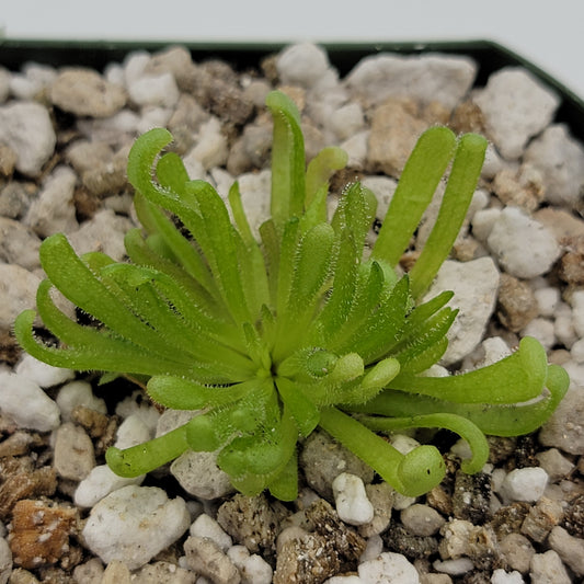 Pinguicula "Baby Medusa" – Rainbow Carnivorous Hybrid – Butterworts