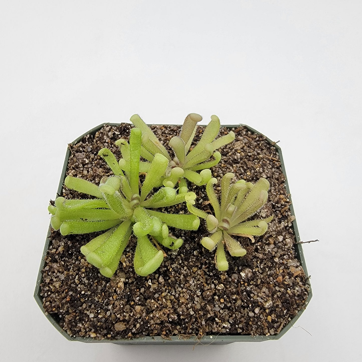 Pinguicula "Baby Medusa" – Rainbow Carnivorous Hybrid – Butterworts