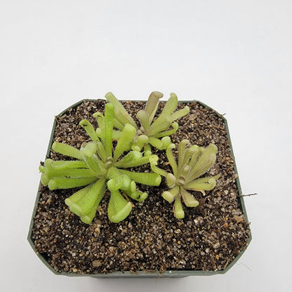 Pinguicula "Baby Medusa" – Rainbow Carnivorous Hybrid – Butterworts