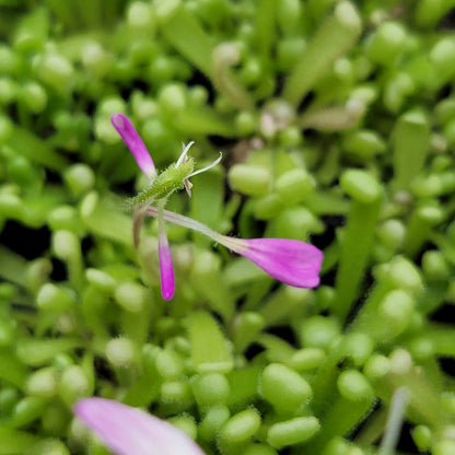 Pinguicula "Baby Medusa" – Rainbow Carnivorous Hybrid – Butterworts