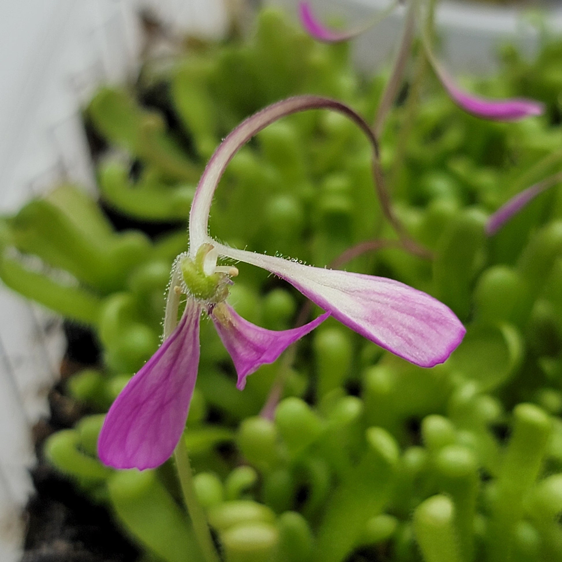 Pinguicula "Baby Medusa" – Rainbow Carnivorous Hybrid – Butterworts