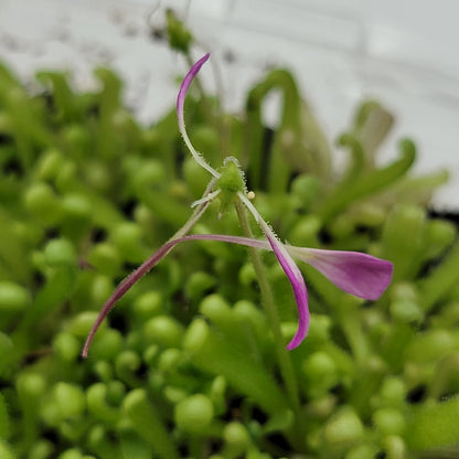 Pinguicula "Baby Medusa" – Rainbow Carnivorous Hybrid – Butterworts