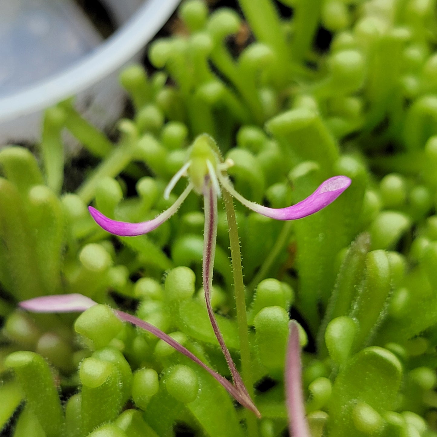 Pinguicula "Baby Medusa" – Rainbow Carnivorous Hybrid – Butterworts