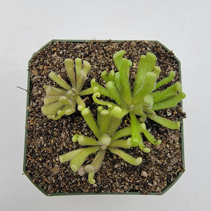 Pinguicula "Baby Medusa" – Rainbow Carnivorous Hybrid – Butterworts