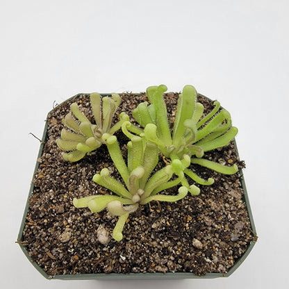 Pinguicula "Baby Medusa" – Rainbow Carnivorous Hybrid – Butterworts