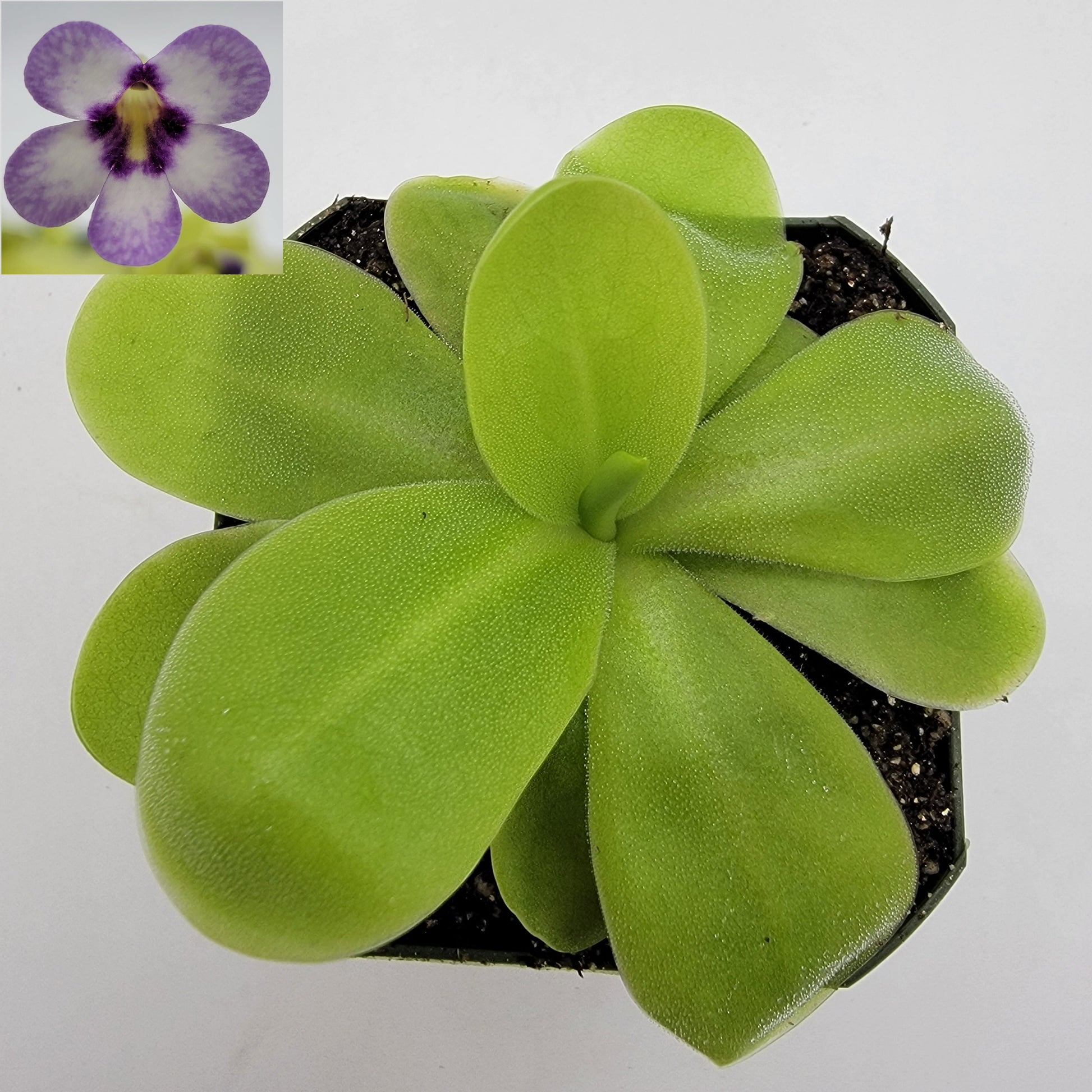 Pinguicula "Bugbane" – Hybrid Butterwort, Gnat Catcher – Butterworts