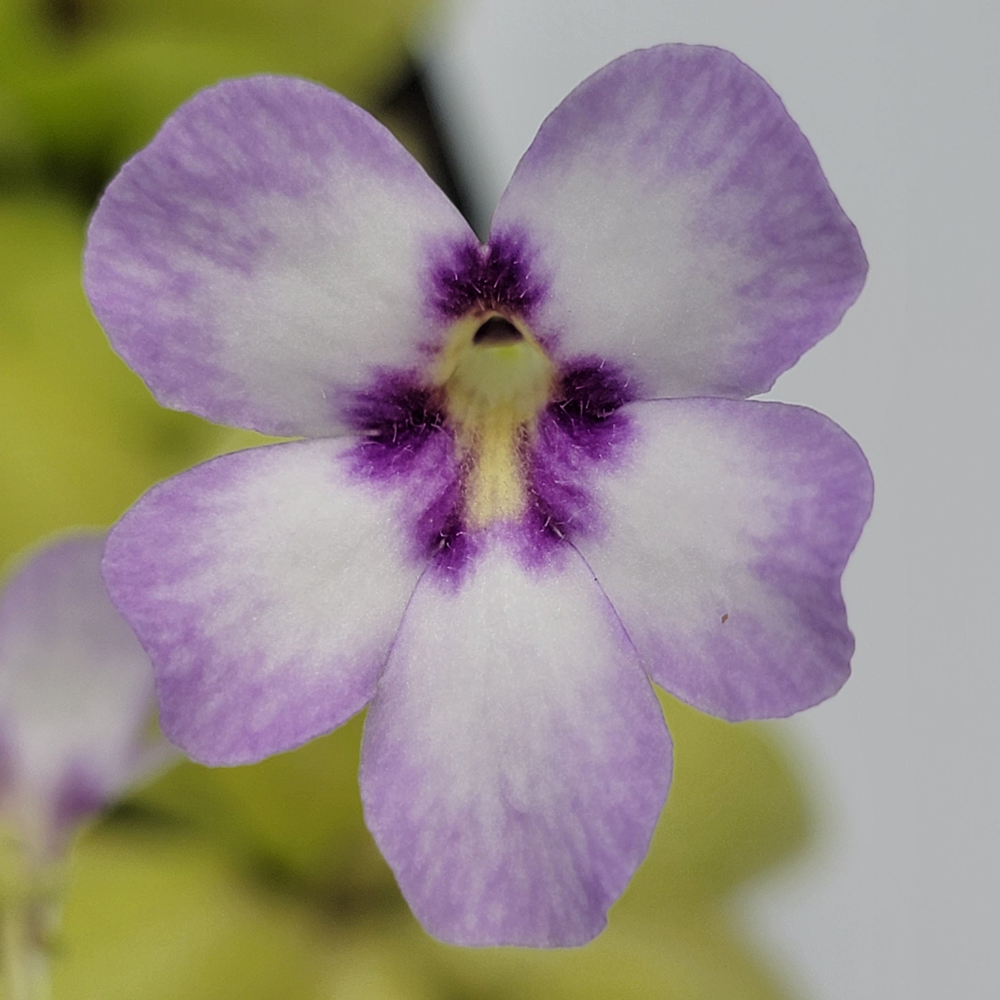 Pinguicula "Bugbane" – Hybrid Butterwort, Gnat Catcher – Butterworts