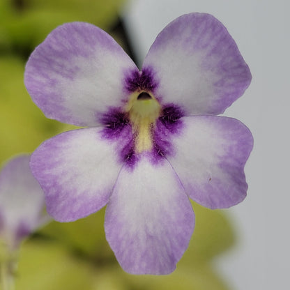Pinguicula "Bugbane" – Hybrid Butterwort, Gnat Catcher – Butterworts
