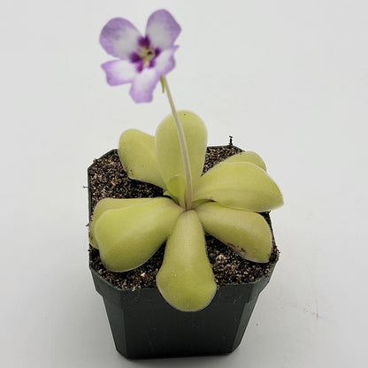 Pinguicula "Bugbane" – Hybrid Butterwort, Gnat Catcher – Butterworts