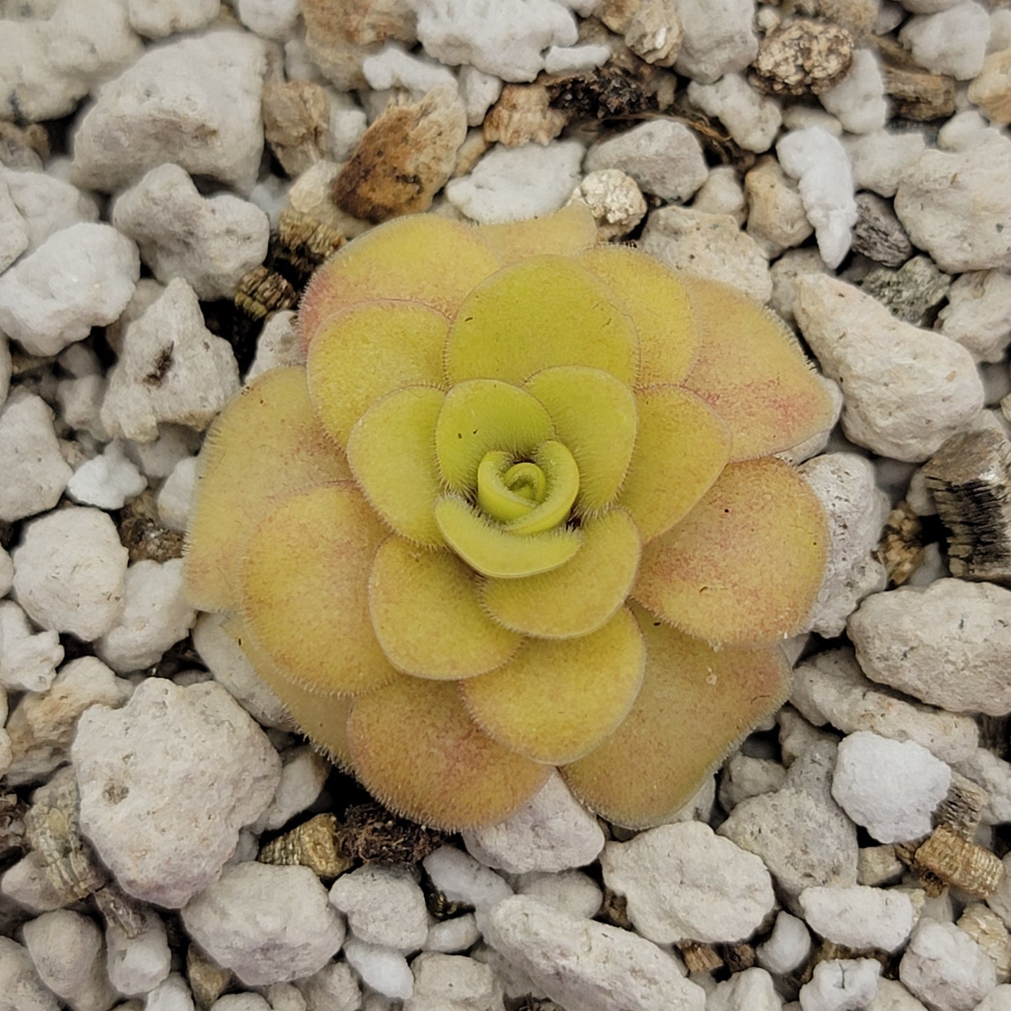 Pinguicula "Bugbane" – Hybrid Butterwort, Gnat Catcher – Butterworts