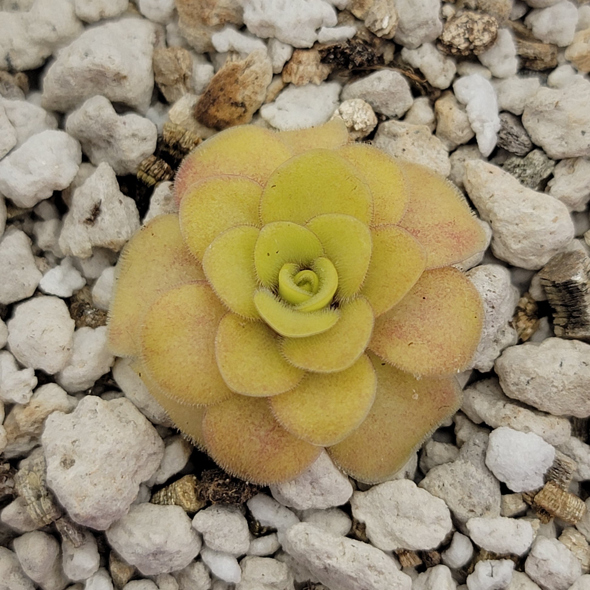 Pinguicula "Bugbane" – Hybrid Butterwort, Gnat Catcher – Butterworts