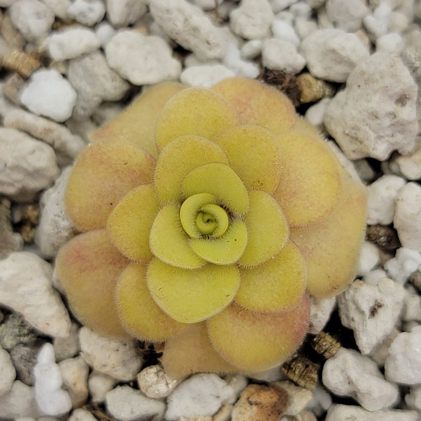 Pinguicula "Bugbane" – Hybrid Butterwort, Gnat Catcher – Butterworts