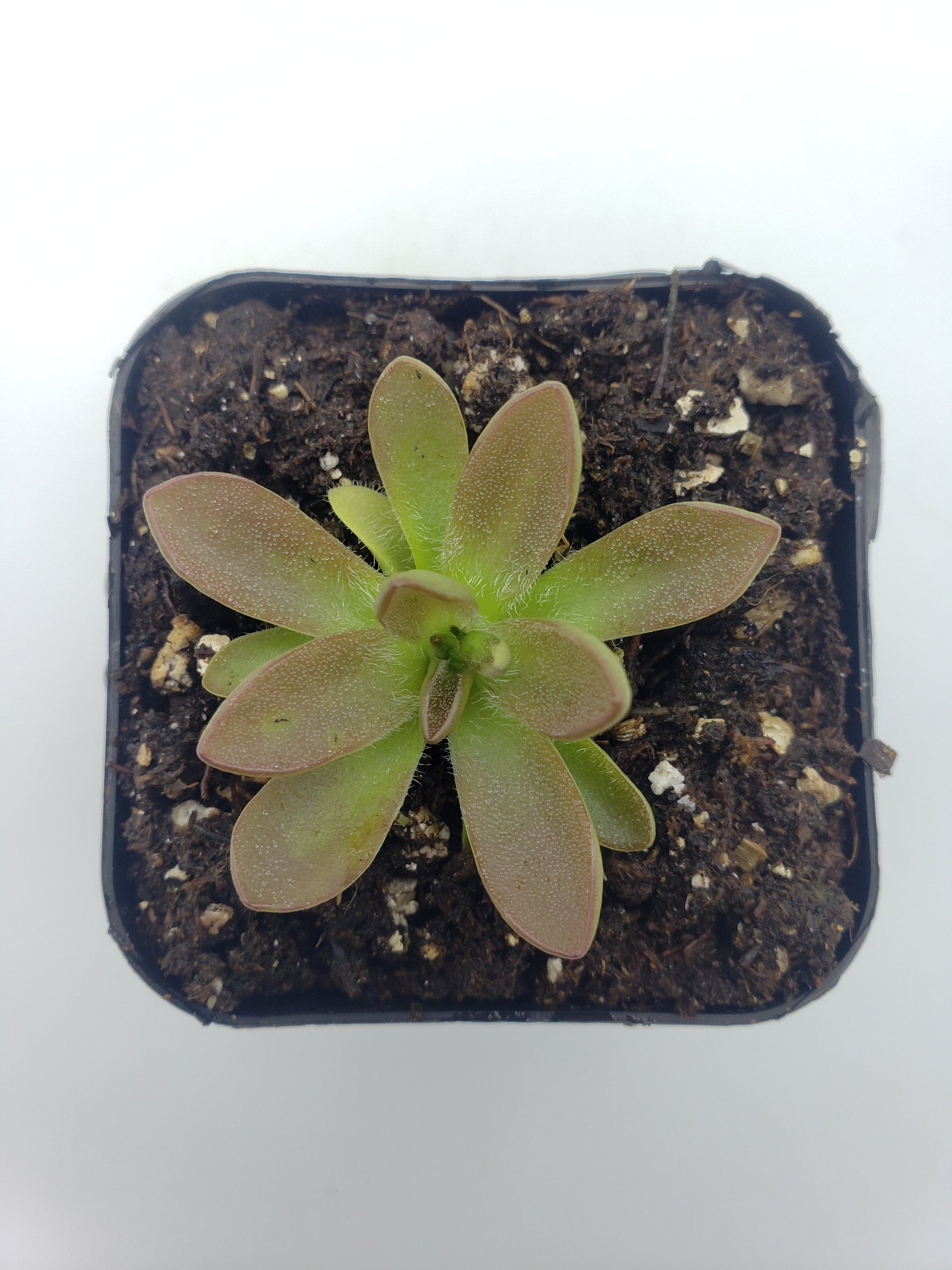 Pinguicula cv. BCP Crystal – Small Carnivorous Butterwort – Butterworts