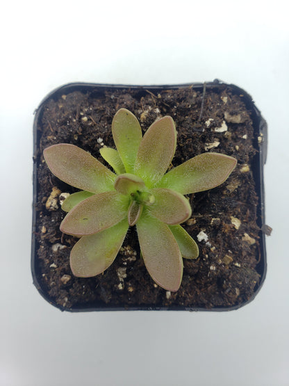 Pinguicula cv. BCP Crystal – Small Carnivorous Butterwort – Butterworts