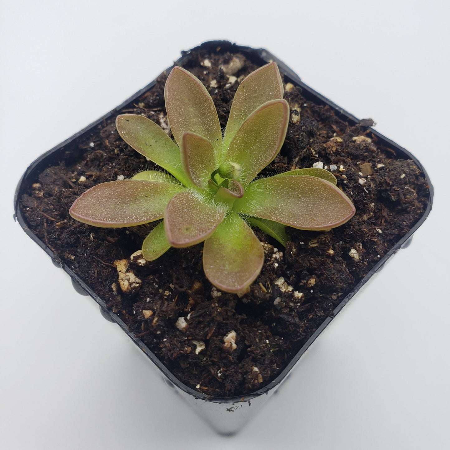Pinguicula cv. BCP Crystal – Small Carnivorous Butterwort – Butterworts