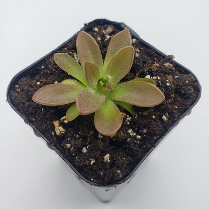 Pinguicula cv. BCP Crystal – Small Carnivorous Butterwort – Butterworts
