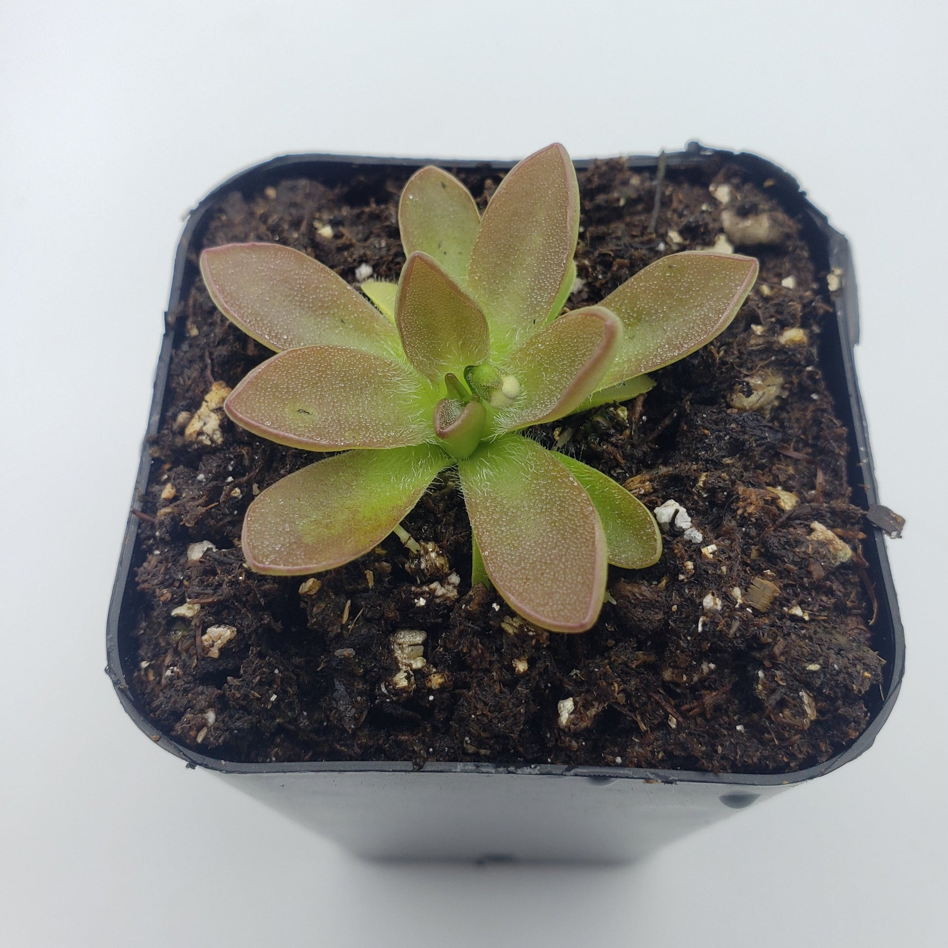Pinguicula cv. BCP Crystal – Small Carnivorous Butterwort – Butterworts
