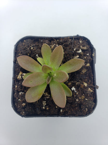 Pinguicula cv. BCP Crystal – Small Carnivorous Butterwort – Butterworts