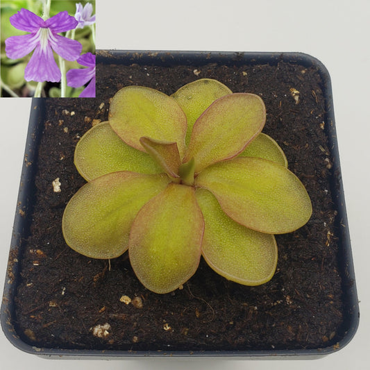 Pinguicula emarginata x elizabethiae – Large Red Carnivorous Butterwort – Butterworts