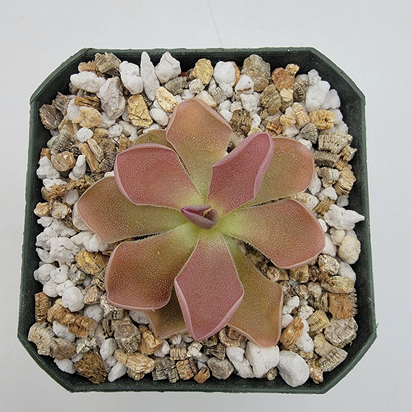Pinguicula 'PE Formosa'
