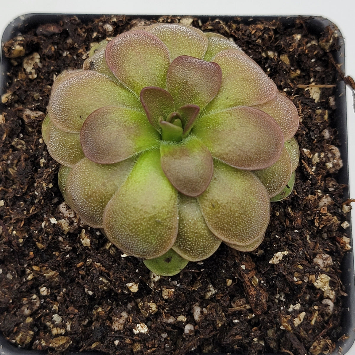 Pinguicula Butterwort ‘Guatemala, 3100 m’