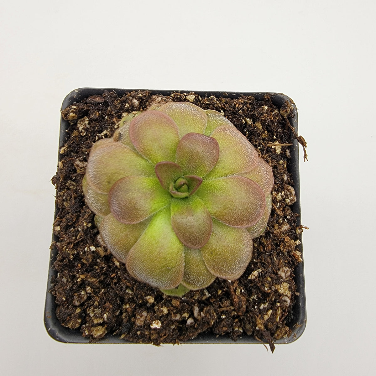Pinguicula Butterwort ‘Guatemala, 3100 m’