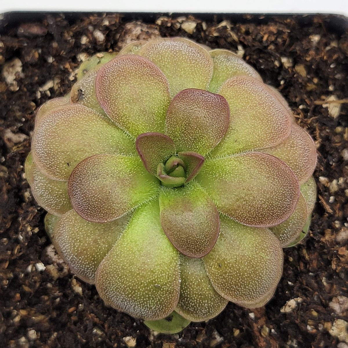 Pinguicula Butterwort ‘Guatemala, 3100 m’