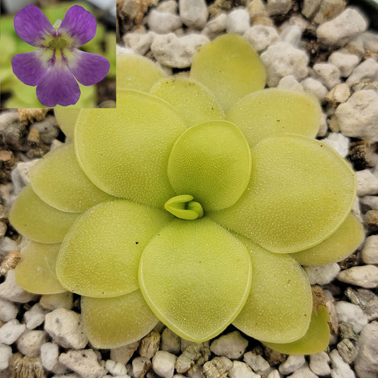 Pinguicula 'Huahupan' x pilosa – In-House Hybrid Butterwort – Butterworts