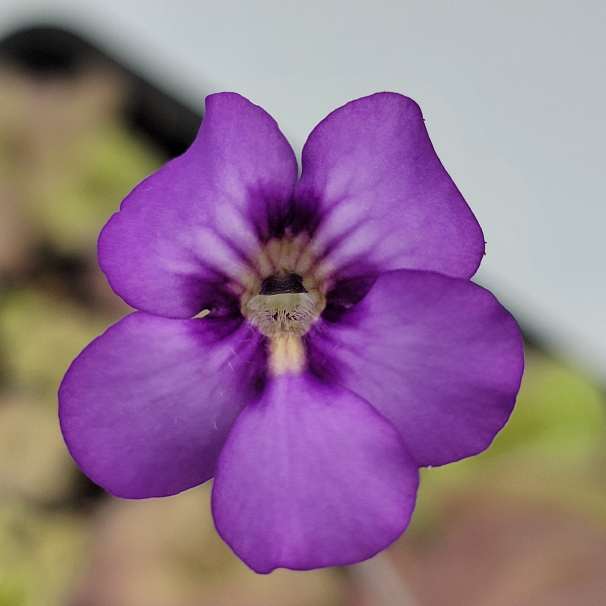 Pinguicula "Jellyfish" – In-House Hybrid Butterwort Plant – Butterworts