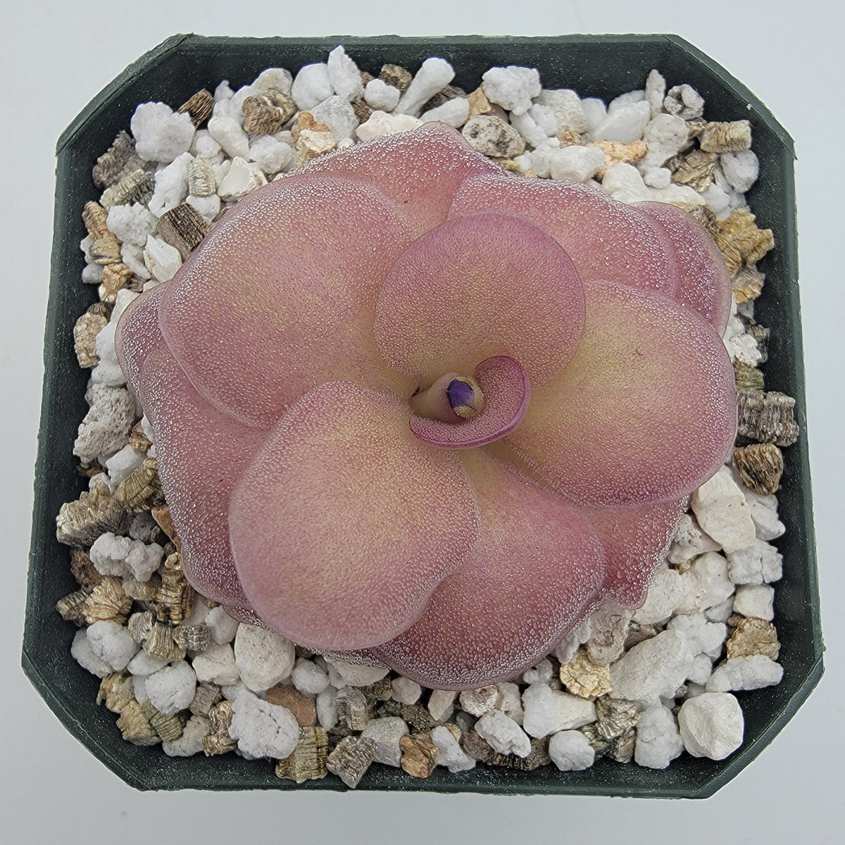 Pinguicula "Jellyfish" – In-House Hybrid Butterwort Plant – Butterworts