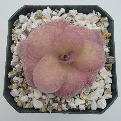 Pinguicula "Jellyfish" – In-House Hybrid Butterwort Plant – Butterworts