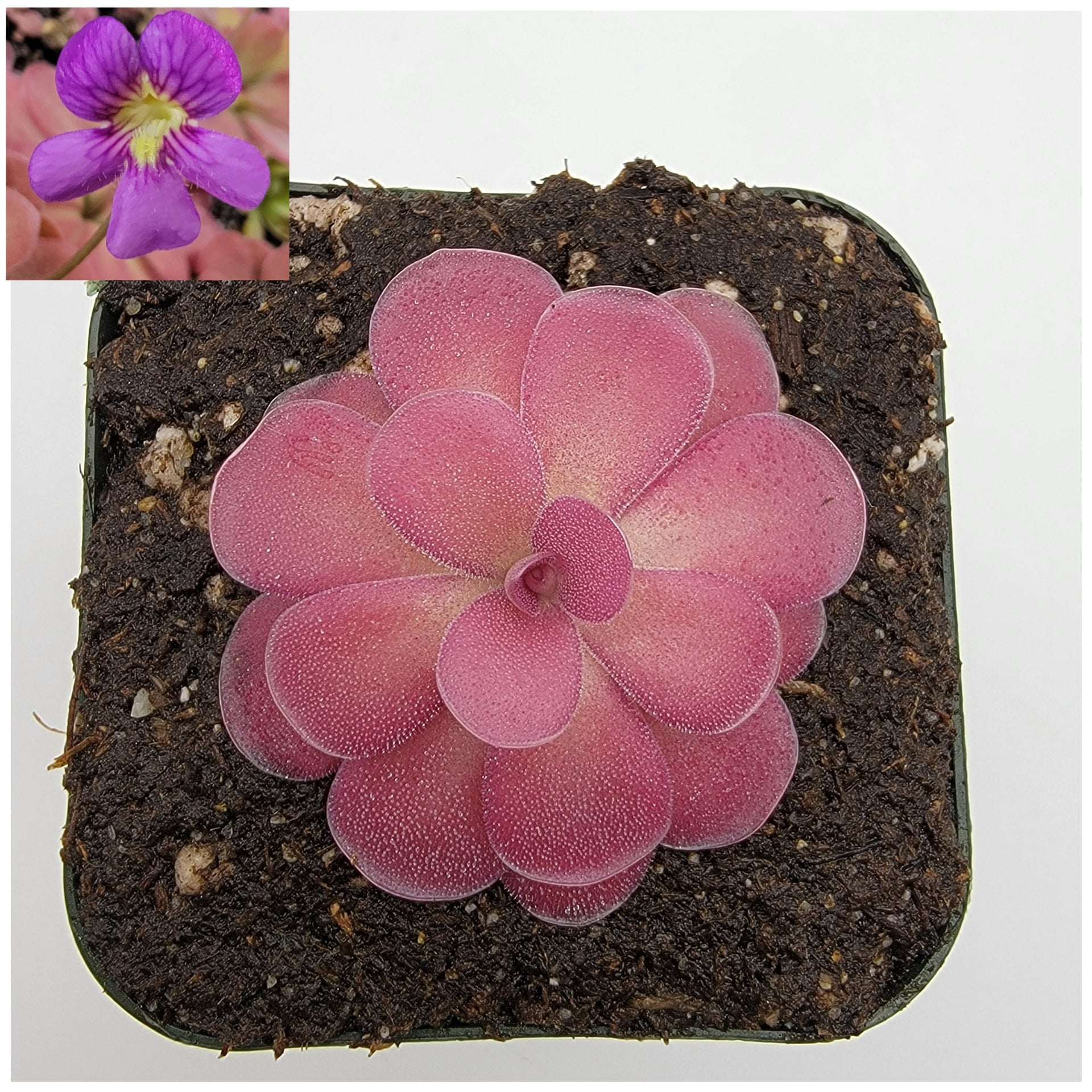 Pinguicula 'Johanna' – Rare Hybrid Carnivorous Butterwort | Live Plant – Butterworts